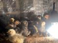 Продаются цыплята 2 недельные мясо-яичной породы осталось около 30 штук Номер для ватсапа +79409307330