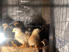 Продаются цыплята 2 недельные мясо-яичной породы осталось около 30 штук Номер для ватсапа +79409307330