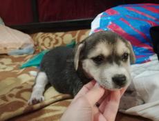 Маленький щенок ищет дом. 
