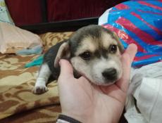 Маленький щенок ищет дом. 