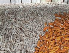 Продаю кукурузу 