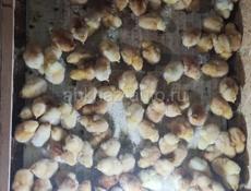 Продаю цыплят Редбро