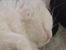 Участок Аэропорт городок