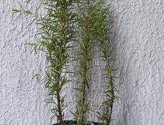 Пряные травы для кухни 