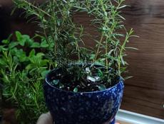 Пряные травы для кухни 