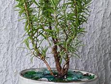 Пряные травы для кухни 