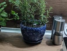 Пряные травы для кухни 