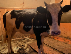Срочно продается телечка 
