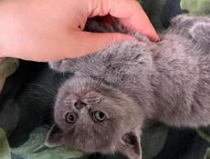 Британские котята. 