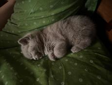 Британские котята. 