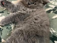 Британские котята. 