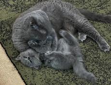 Британские котята. 