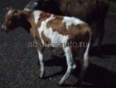 Торг уместен ценп-