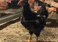 🐔 несушки 