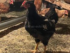 🐔 несушки 