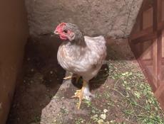 🐔 несушки 