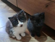 Даём котят .