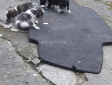 Отдам щенят мама Курцхар 