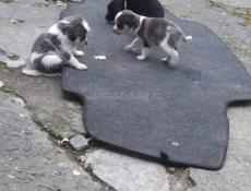 Отдам щенят мама Курцхар 