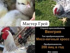 Цыплята Редбро и Гризбар , мастер Грей 
