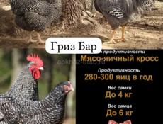 Цыплята Редбро и Гризбар , мастер Грей 