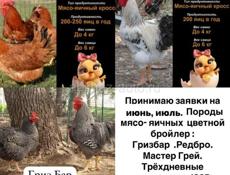 Цыплята Редбро и Гризбар , мастер Грей 