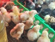 Продам 