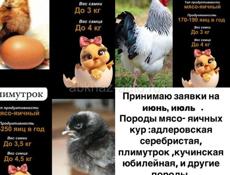 Суточные цыплята 