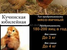 Суточные цыплята 
