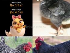 Суточные цыплята 