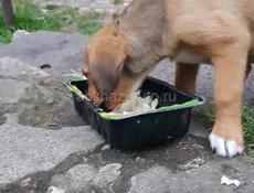 Щенки гончака