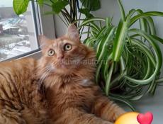 Отдам чудесных котят ( мальчики) в добрые руки Папа породистый сиамский кот Котята тихие спокойные, обработаны от блох и паразитов Звонить или писать на Вотсапп 7752026