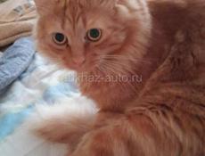 Отдам чудесных котят ( мальчики) в добрые руки Папа породистый сиамский кот Котята тихие спокойные, обработаны от блох и паразитов Звонить или писать на Вотсапп 7752026