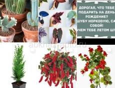 Продаются очень красивые комнатные растения Туи 350 р  Суккуленты 200 р  Кактусы 200  Монстэра аданансии ( плетенка) 300 р  И многое другое Звонить или писать на Ватсапп 7752026