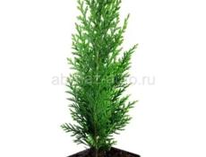 Продаются очень красивые комнатные растения Туи 350 р  Суккуленты 200 р  Кактусы 200  Монстэра аданансии ( плетенка) 300 р  И многое другое Звонить или писать на Ватсапп 7752026