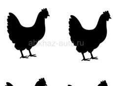 Продаются цыплята срочно