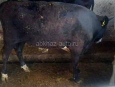 Продаю бычка год и четыре месяца Звонить или писать на Ватсапп 7752026