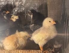 Продаются цыплята 2х недельные мясо-яичной породы  Номер для ватсапа +79409307330