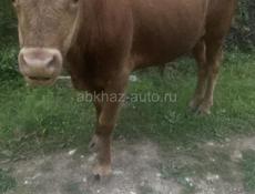 Вес примерно 80 90 кг