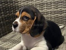 Продаются щенки бигля 