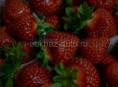 Клубника 🍓 