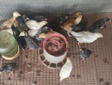 Продаю цыплят местных пород, им 1.5 месяца