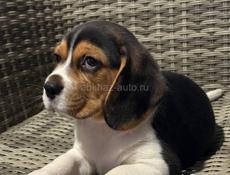 Продаются щенки бигля