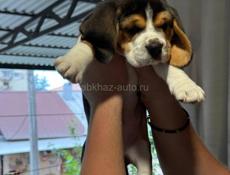 Продаются щенки бигля