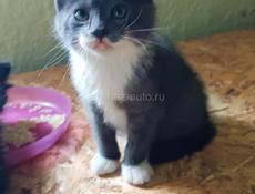 Котята