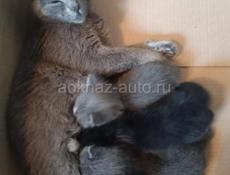 Котята