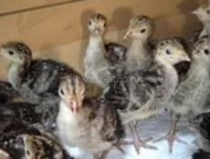 Продам недельных индюшат породы северо-кавказкая, бронза, белая, узбекская палевая.