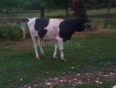 Продаётся бычок