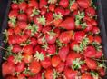 Клубника 🍓 домашняя