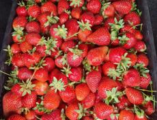 Клубника 🍓 домашняя